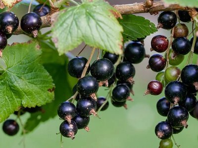 Дніпропетровщина очолила рейтинг виробників смородини
