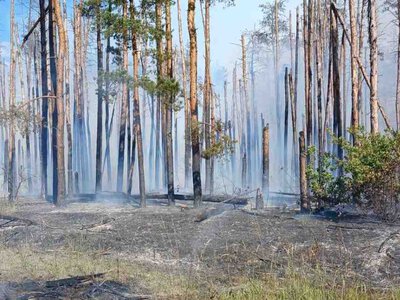 Майже 30% лісів нацпарку «Святі Гори» знищено через війну