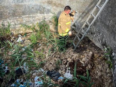 У Болградському районі з глибокої пастки діставали чотирилапого улюбленця