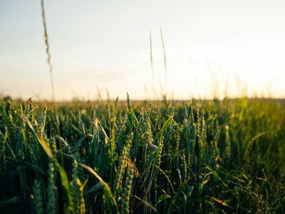 Аграрії Вінниччини залучили понад 3,5 млрд грн пільгових кредитів для проведення польових робіт
