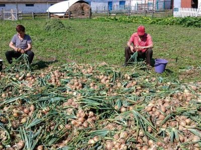 У Кролевецькому будинку-інтернаті зібрали перший урожай