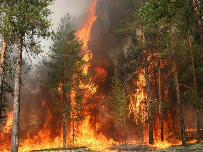 На Сумщині оголосили надзвичайний рівень пожежної небезпеки: якою буде погода на вихідних