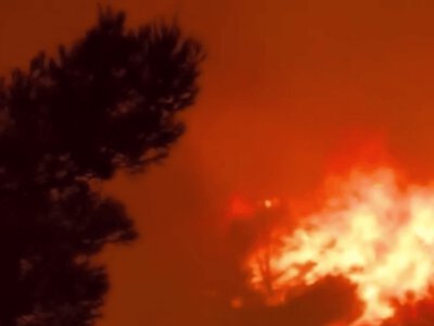 Прив'язували палаючі ганчірки до хвостів: в Італії зловмисники використовують котів для масштабних підпалів лісів