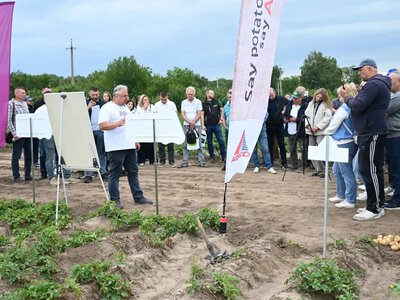 На Рівненщину приїхали фермери з п’яти областей оглянути сорти картоплі (ВІДЕО)