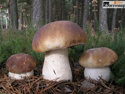Сосни, берези й мох підкажуть, де шукати білі гриби на Житомирщині
