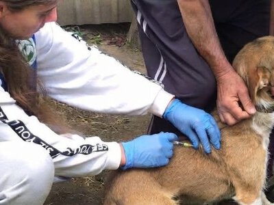На Закарпатті ветеринари проводять подвірні обходи: щеплюють котів та собак проти сказу