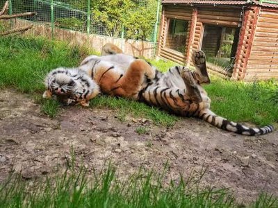 У Рівненському зоопарку відбудуться показові годівлі тварин