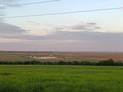 Науковець показав комах, що заселяють ліс на дні колишнього Каховського водосховища
