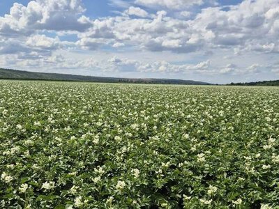 Польські фермери скоротили площі під картоплею на 12%
