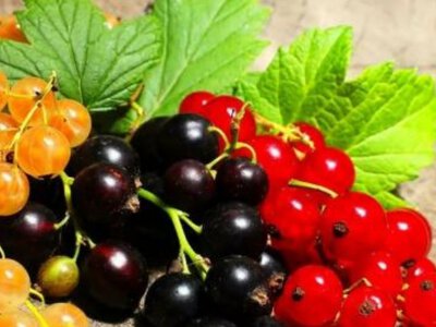Що обов'язково зробити зі смородиною після збору ягід: 5 важливих кроків