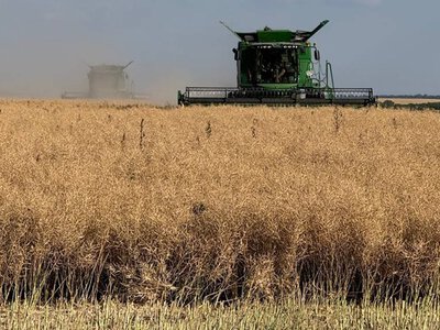 Ріпак: живлення для високого врожаю