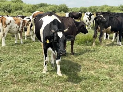 Волинська родина створює крафтові молочні продукти