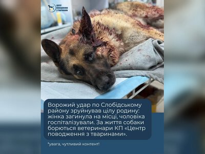 Господиня загинула: лікарі борються за життя вівчарки, пораненої в Харкові