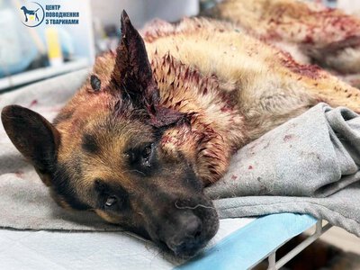 У Харкові рятують собаку постраждалої сьогодні від російської ракети родини переселенців