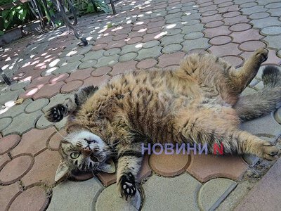 Стало відомо, якою буде погода у Миколаєві та області 27 липня