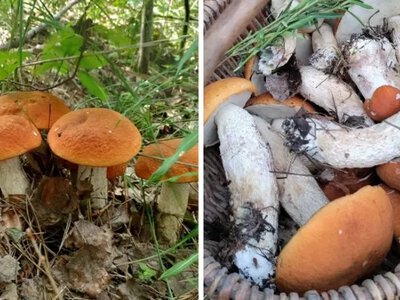 У лісі на Волині збирають повні кошики красноголовців (Фото)