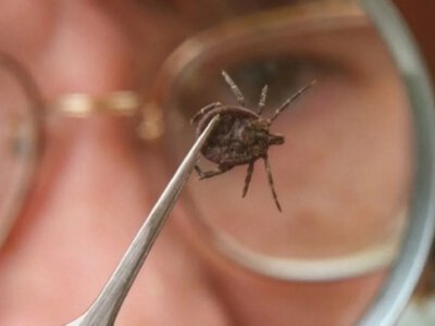 Кліщовий енцефаліт на Волині: у Ковельському районі зареєстрували 6 випадків
