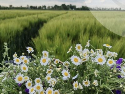 На Рівненщині очікують похолодання до +23: насуваються грози