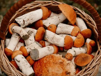 Грибники ошелешили незвичними знахідками у лісі: бум велетенських красенів
