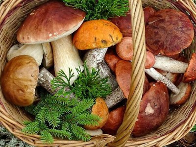 Календар грибника: які гриби збирати та де шукати у серпні