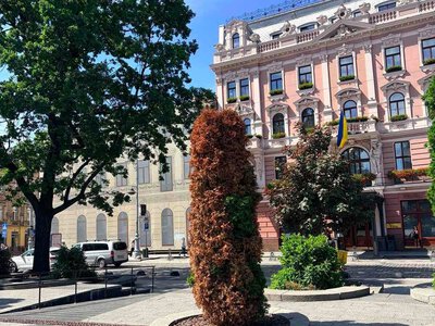 У центрі Львова зріжуть сухі дерева