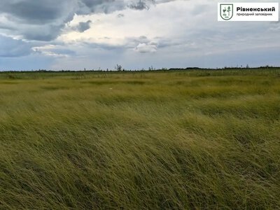 Нові місця зростання червонокнижних рослин виявили у Рівненському заповіднику