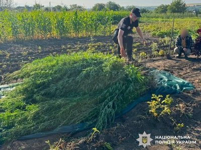 На Вінниччині чоловік вирощував коноплі у себе на городі