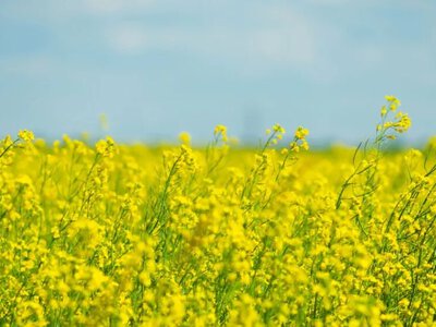 Ріпак в Україні: ціни досягли річного мінімуму