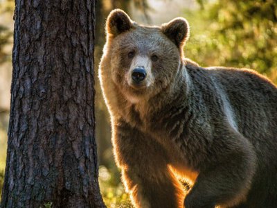 Українські ведмеді у пошуках пригод: кумедне кадри з лісів Буковини