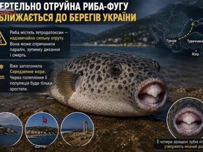 До узбережжя України наближається смертельно отруйна риба-фугу, яку вже зафіксували в Чорному морі