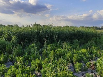 Новий ліс на місці Каховського моря різко змінюється: причина здивувала дослідників