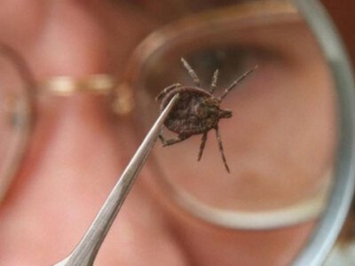 Кліщовий енцефаліт на Волині: у районі на Волині зареєстрували 6 випадків