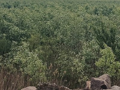На місці Каховського водосховища зафіксували рекордні темпи росту дерев