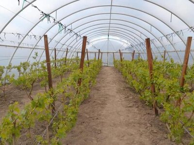 На Житомирщині почали вирощувати південні овочі та кавуни