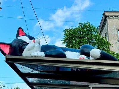 Звідки взялися коти на зупинках Києва: у КМДА дали офіційне пояснення