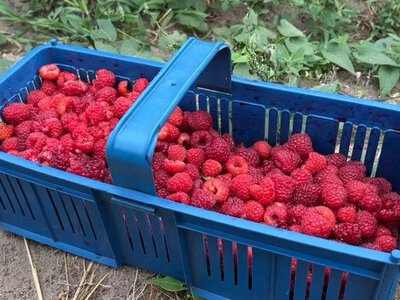 Малина та дині: фермер з Рівненщини ділиться досвідом