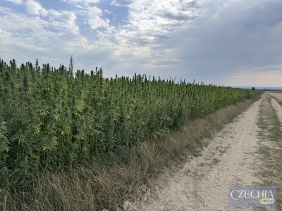 Поле коноплі поблизу чеського Оломоуца приваблює допитливих, але є нюанс