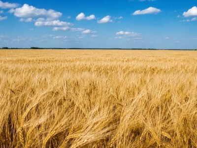 На Львівщині зібрали озимий ячмінь: врожайність тішить