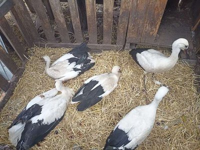 Переломи лап, травми крил та забої у лелек: волонтерка з Чернівців рятує травмованих птахів
