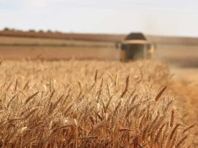 Одещина лідирує у зборі ранніх зернових