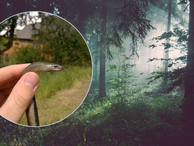 Виглядає як змія, але кліпає очима: кого можна зустріти в українських лісах