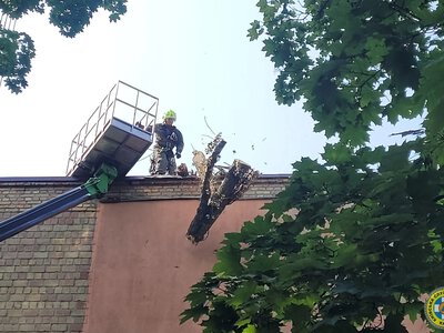 У Києві прибрали чотиритонне дерево, що впало на житловий будинок