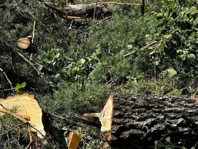 На Рівненщині екоінспектори виявили незаконну порубку, сміттєзвалища та спалювання сухостою