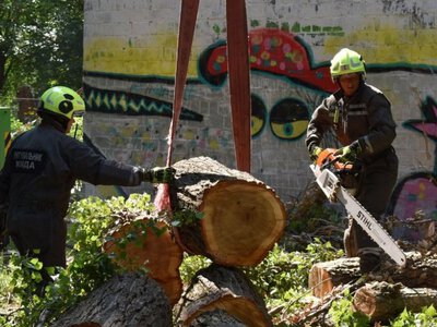 У Києві 4-тонне дерево впало на житлову п'ятиповерхівку (ВІДЕО)