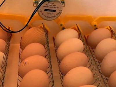 Контроль СО2: секрет успіху інкубаторів