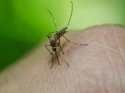 В Україні виявили завезені тропічні інфекції