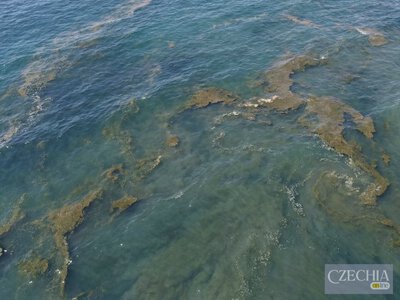 На узбережжі Італії виявили токсичну водорість — туристів закликали не заходити у підозрілу воду