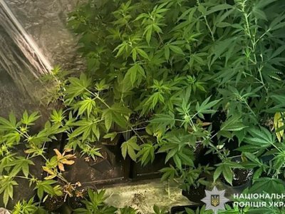 Незаконне вирощування конопель у квартирі: правоохоронці Кривого Рогу завершили розслідування