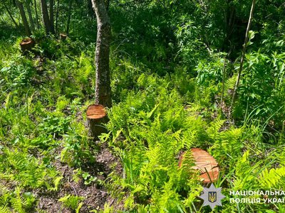 На Дубенщині судитимуть чоловіка за незаконну вирубку 36 дерев у прибережній смузі
