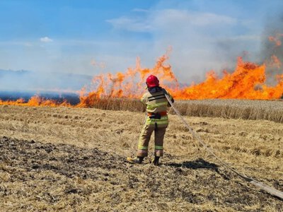 Вогонь знищив два гектари посівів пшениці у Рівненському районі